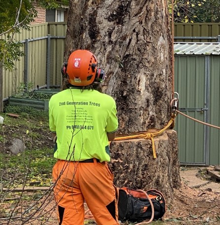 2nd Generation Trees 